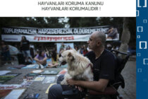 Mimarlar Odası Basın Açıklaması: Hayvanları Koruma Kanunu Hayvanları Korumalıdır!
